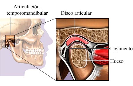 Articulación temporomandibular o ATM palma Articulación temporomandibular o ATM palma