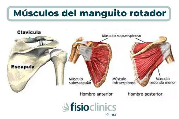 Músculos del manguito rotador